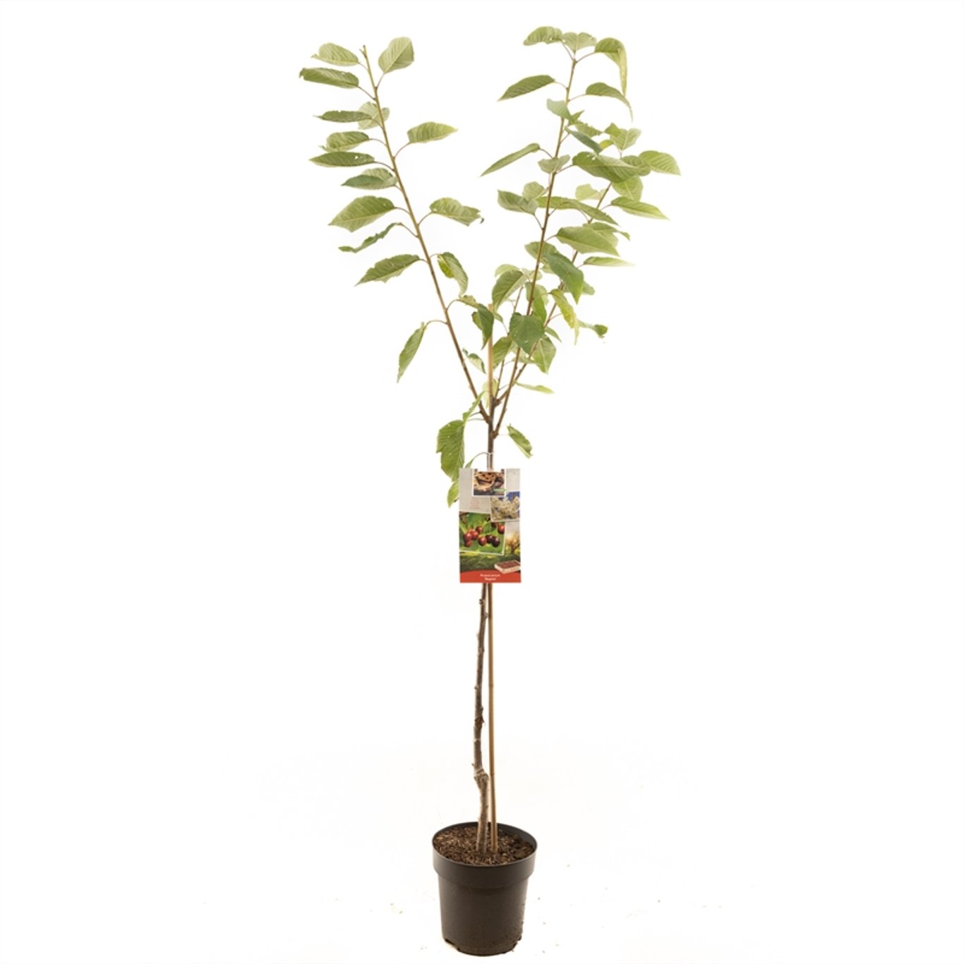 Prunus a. 'Regina' - C7.5 Halfstem